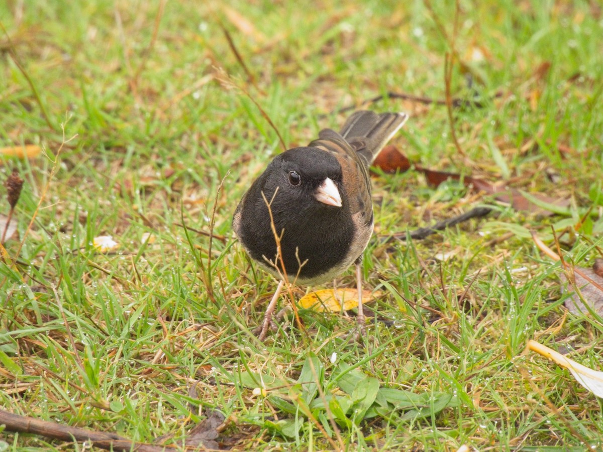 Dark-eyed Junco - ML644777716