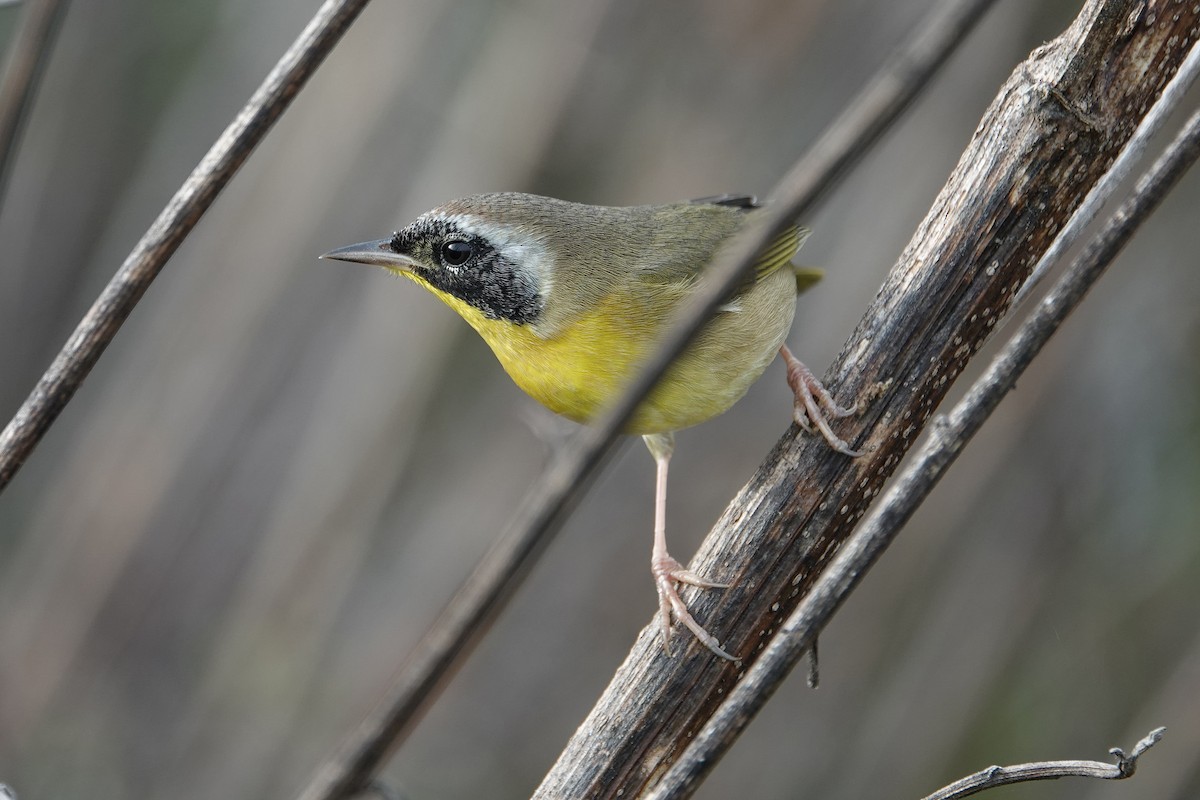 Common Yellowthroat - ML644777724