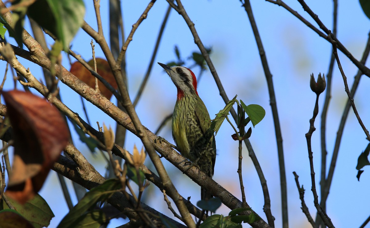Cuban Green Woodpecker - ML644777726