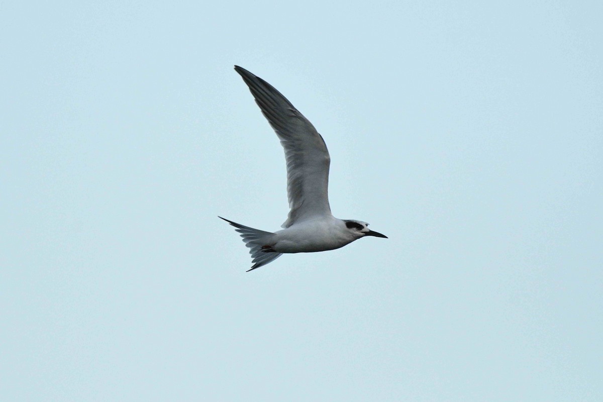 Forster's Tern - ML644777730