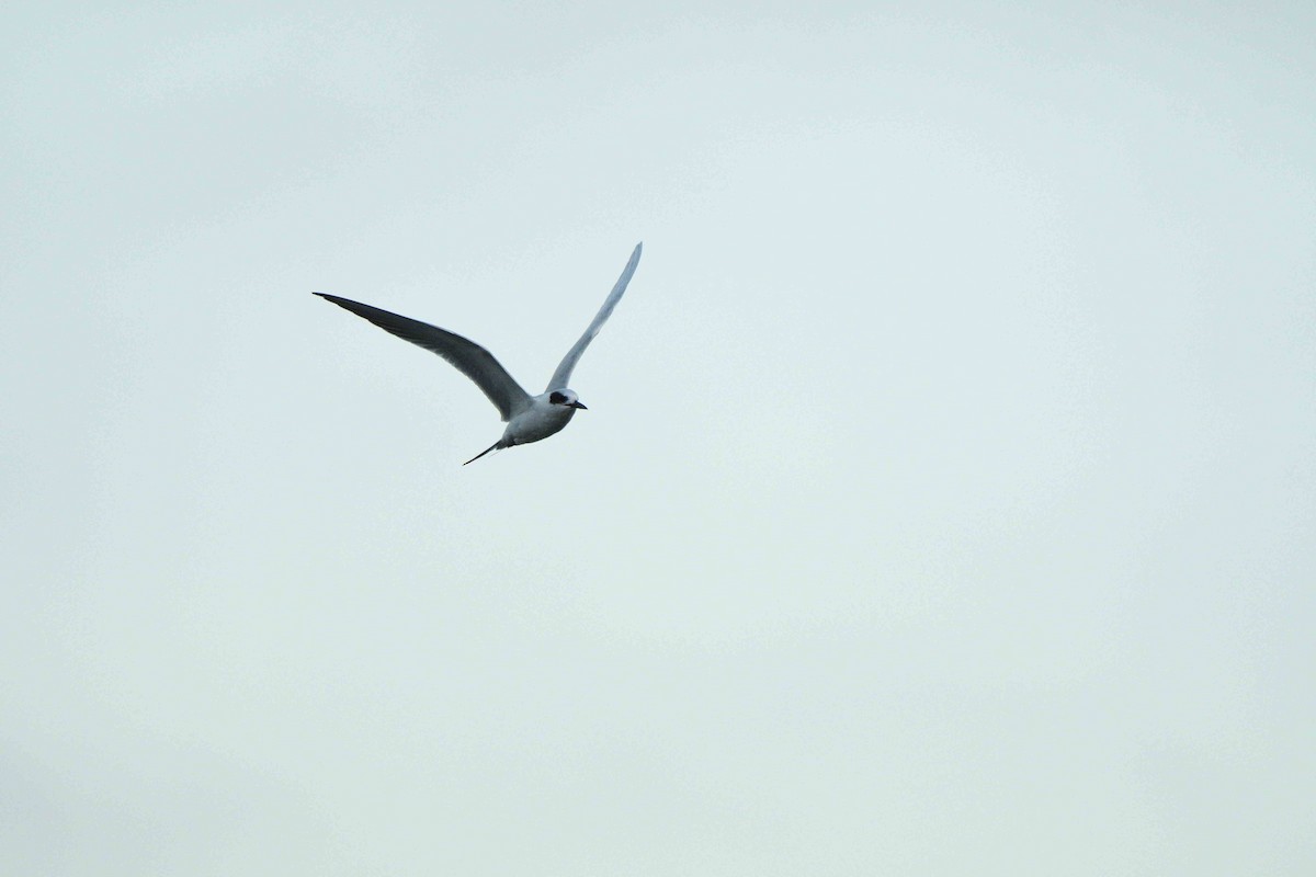 Forster's Tern - ML644777731