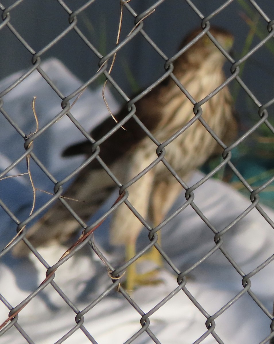 Яструб чорноголовий - ML644777747