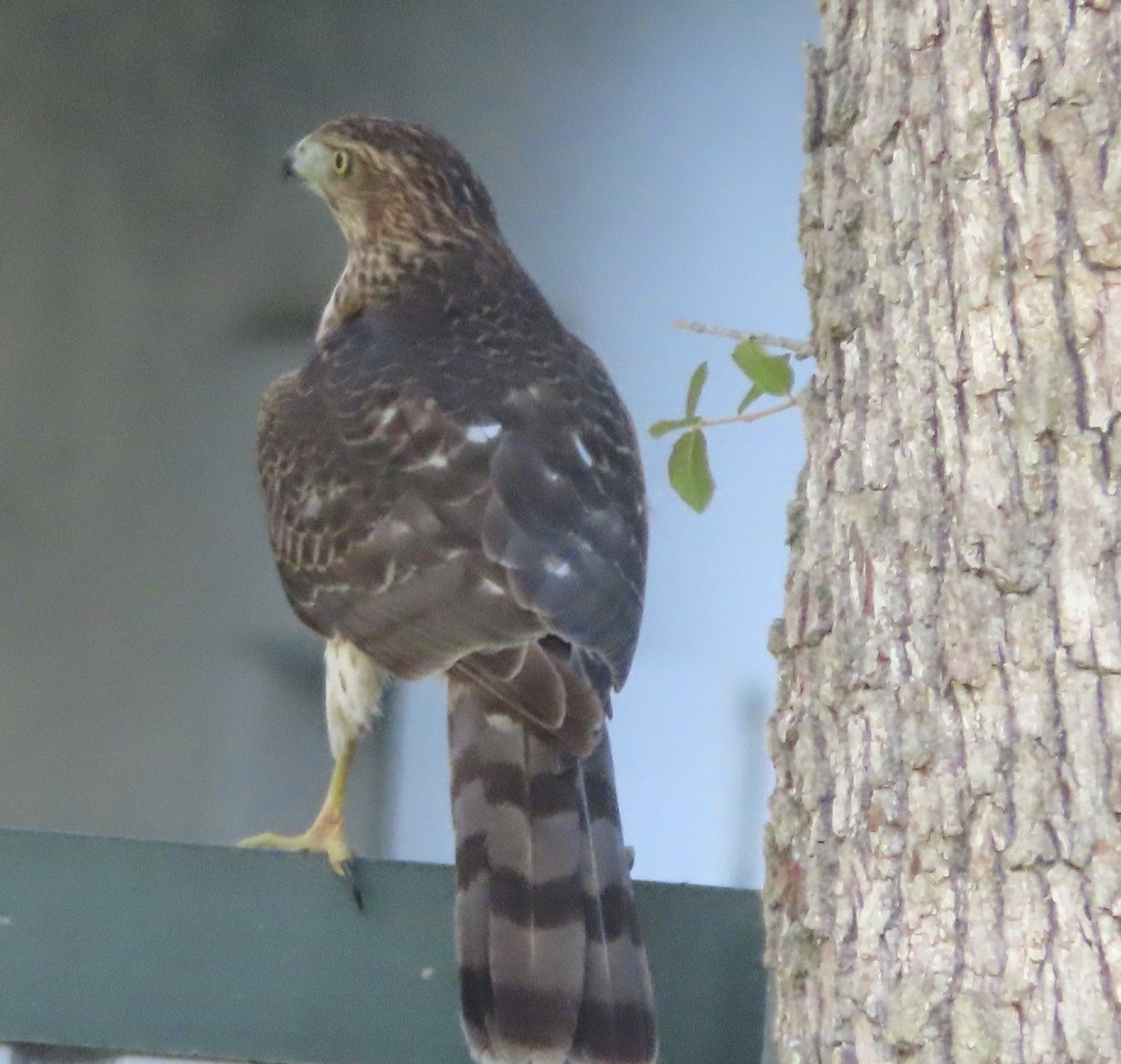 Яструб чорноголовий - ML644777748