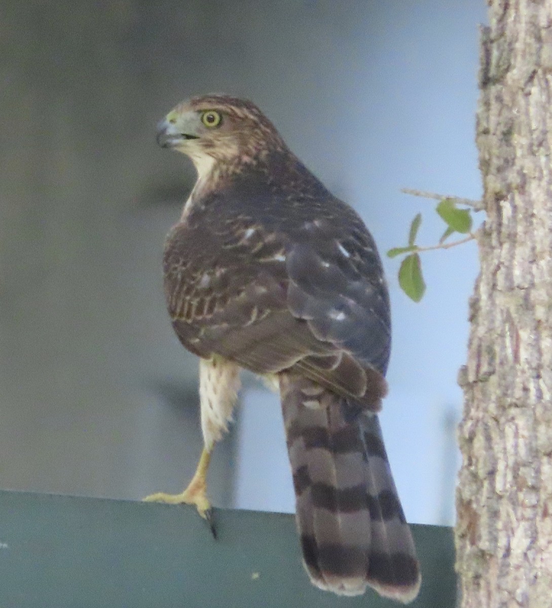 Яструб чорноголовий - ML644777749