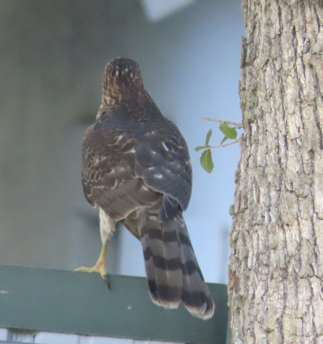 Яструб чорноголовий - ML644777750