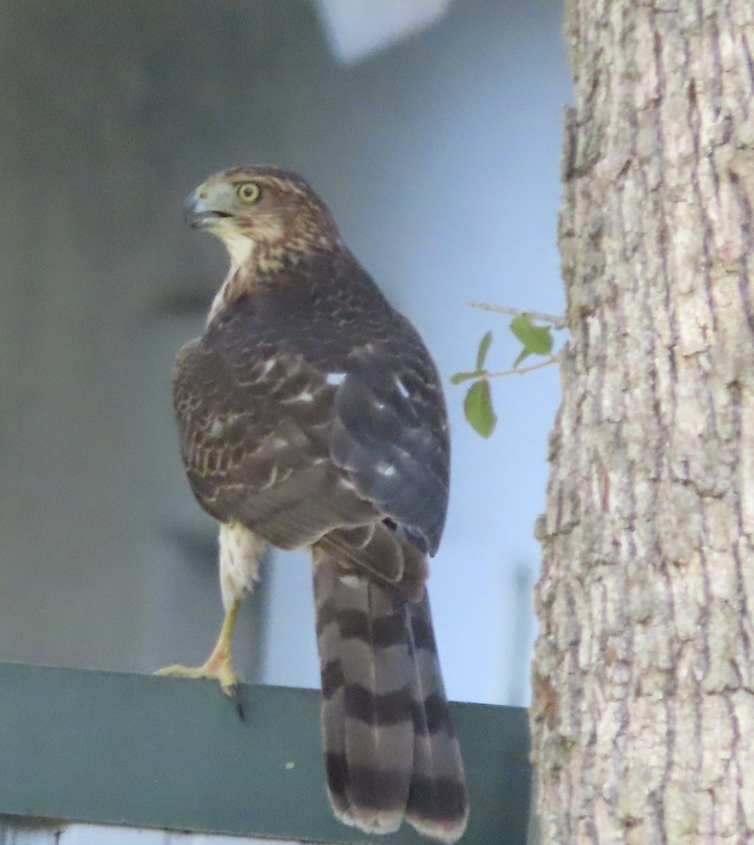 Яструб чорноголовий - ML644777751