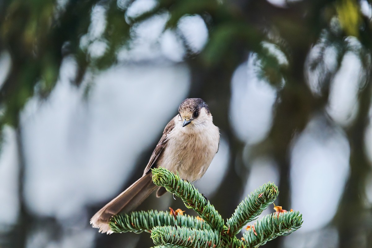 Canada Jay - ML644777752
