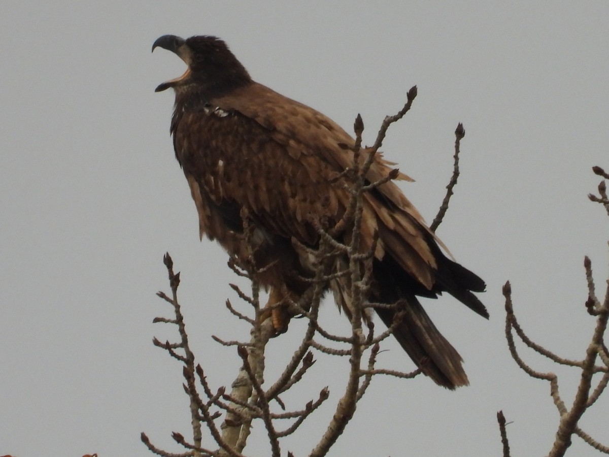 Bald Eagle - ML644777757