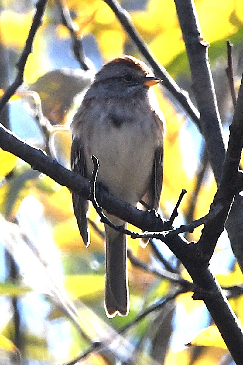 American Tree Sparrow - ML644777768
