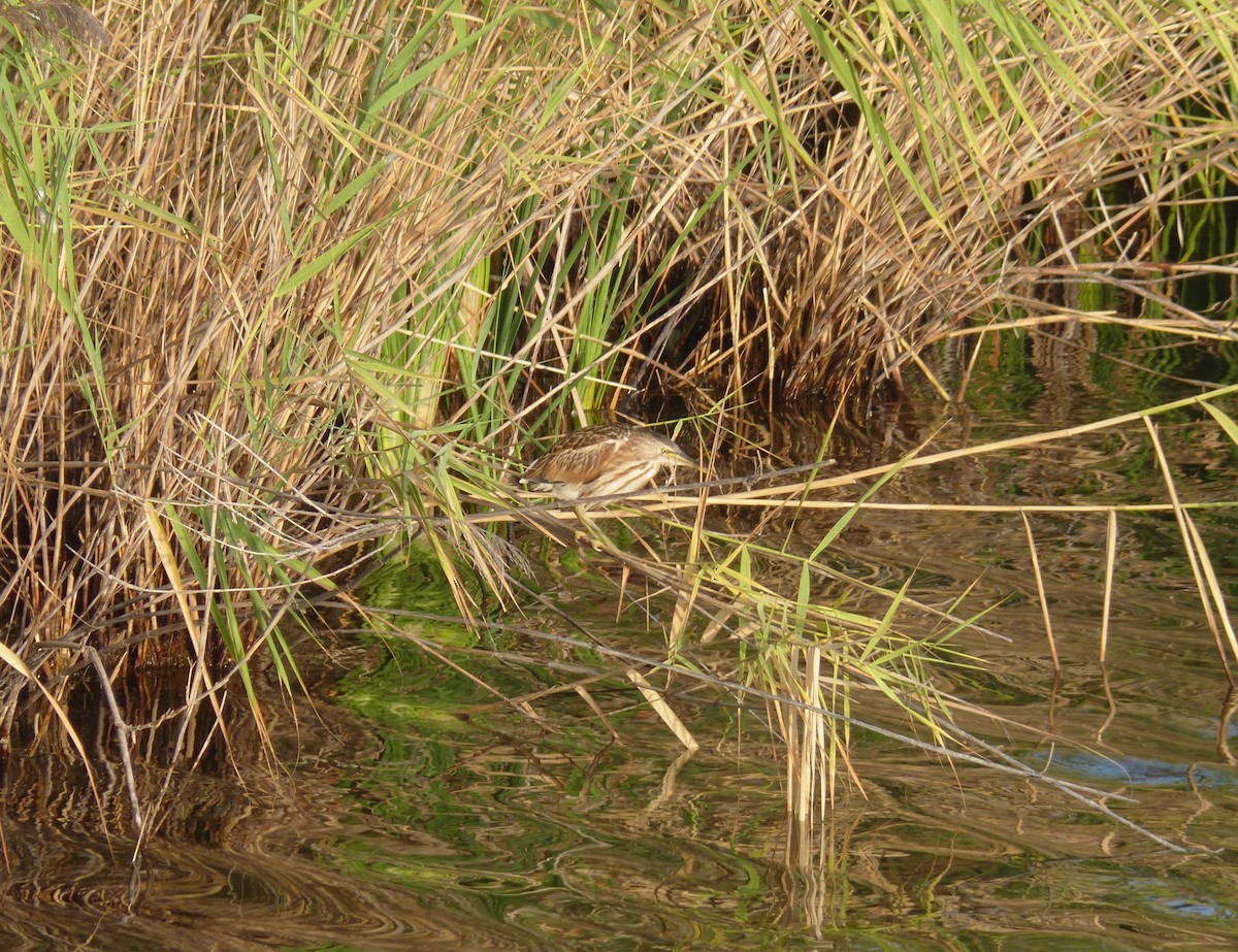 Tarabusino - ML644777769