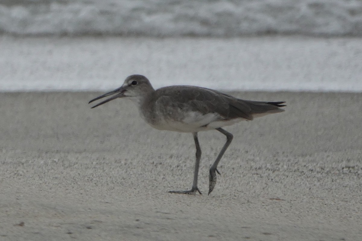 Chevalier semipalmé - ML644777805