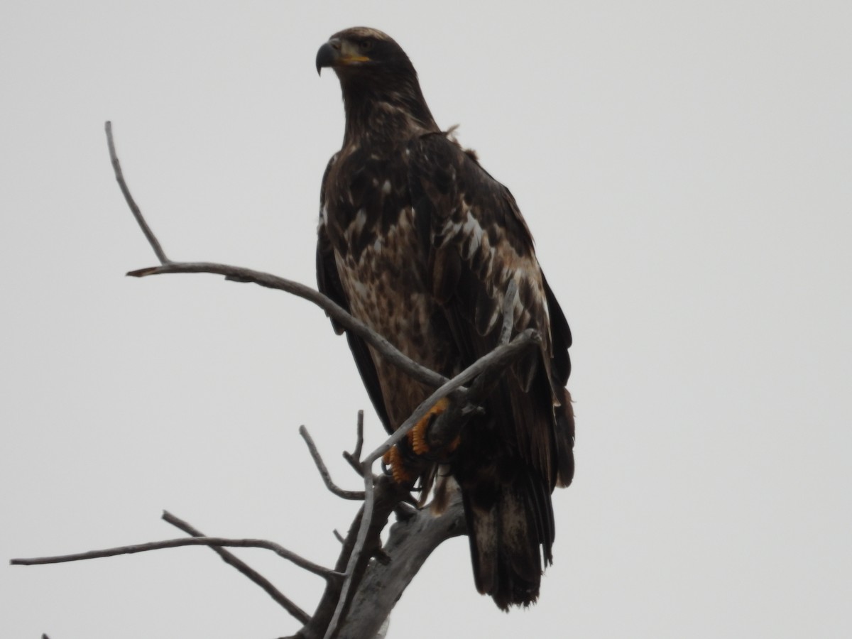 Bald Eagle - ML644777807