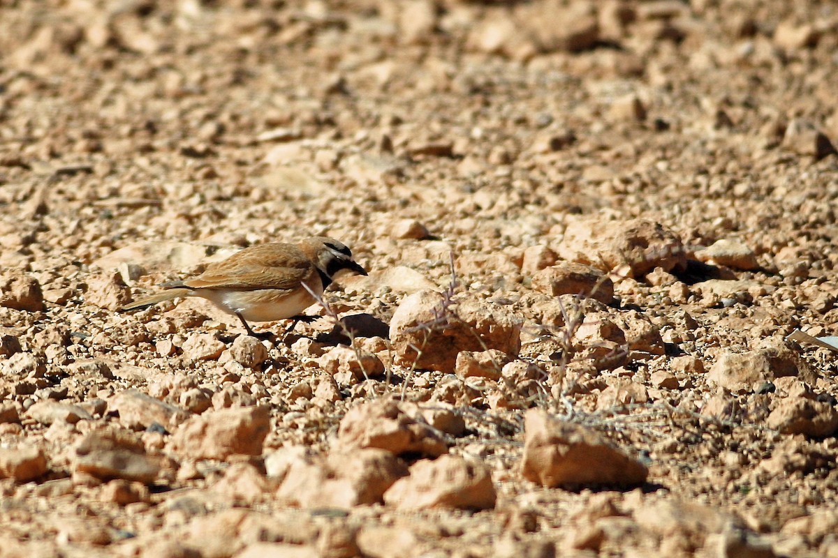 Temminck's Lark - ML644777826