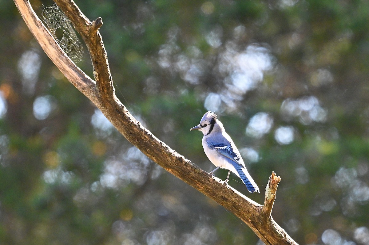 Blue Jay - ML644777836