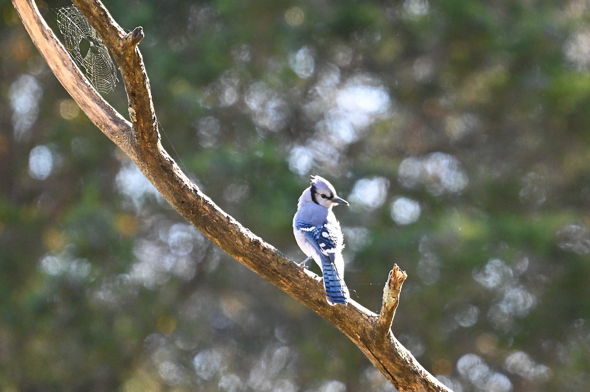 Blue Jay - ML644777845