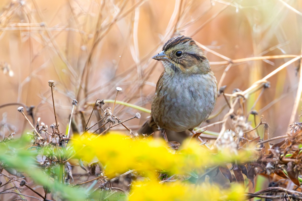 Swamp Sparrow - ML644777855