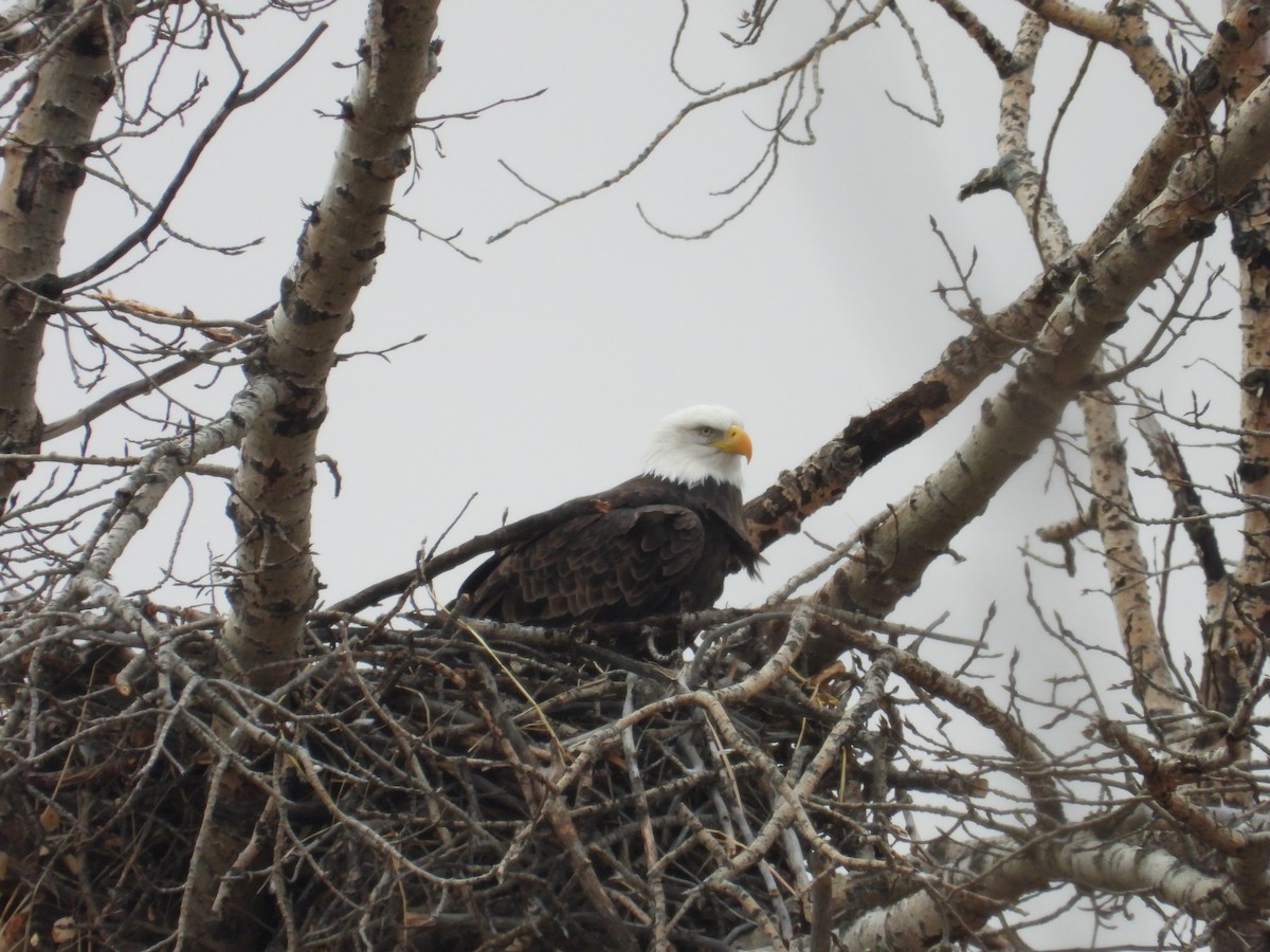 Bald Eagle - ML644777871