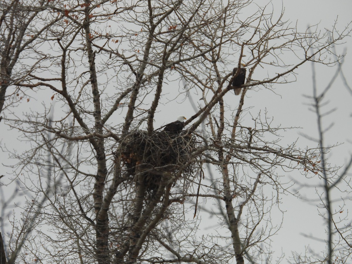Bald Eagle - ML644777872