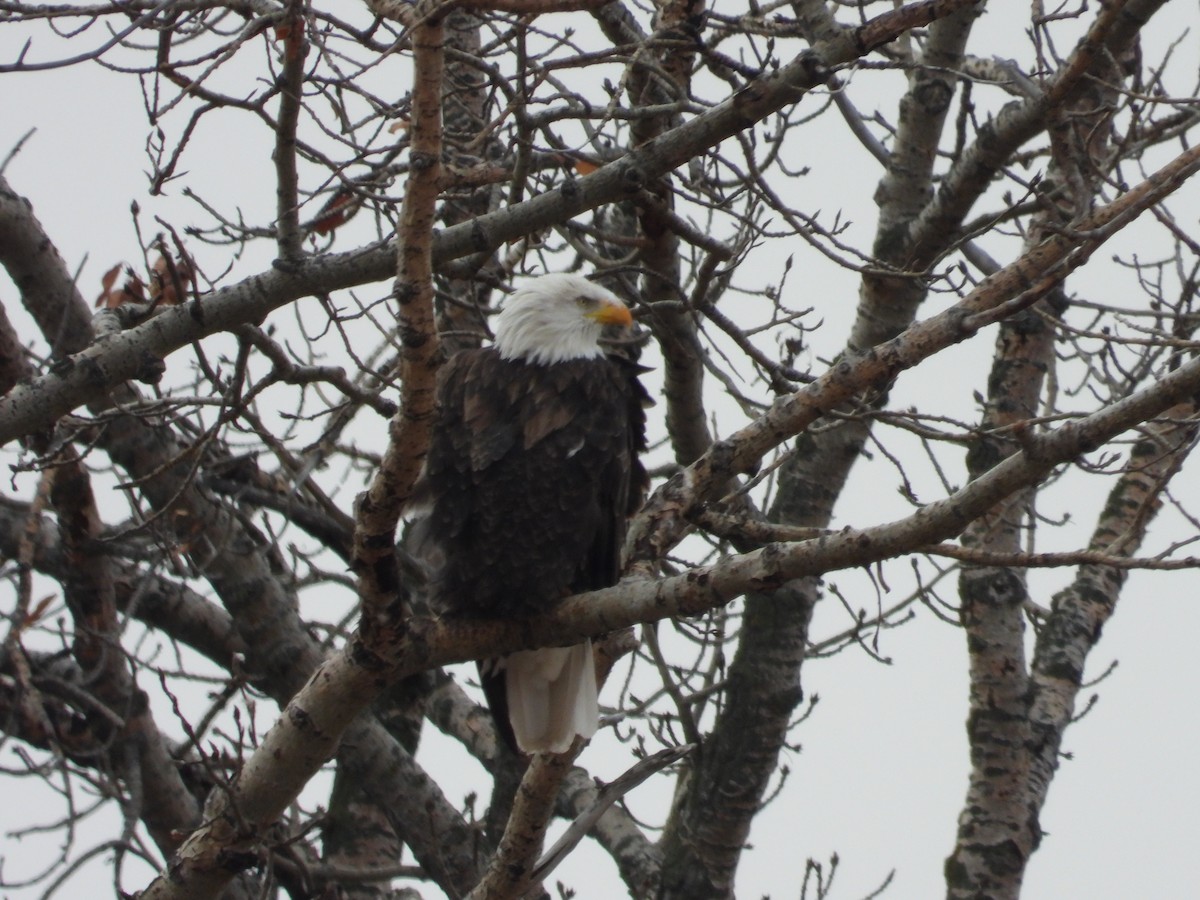 Bald Eagle - ML644777873