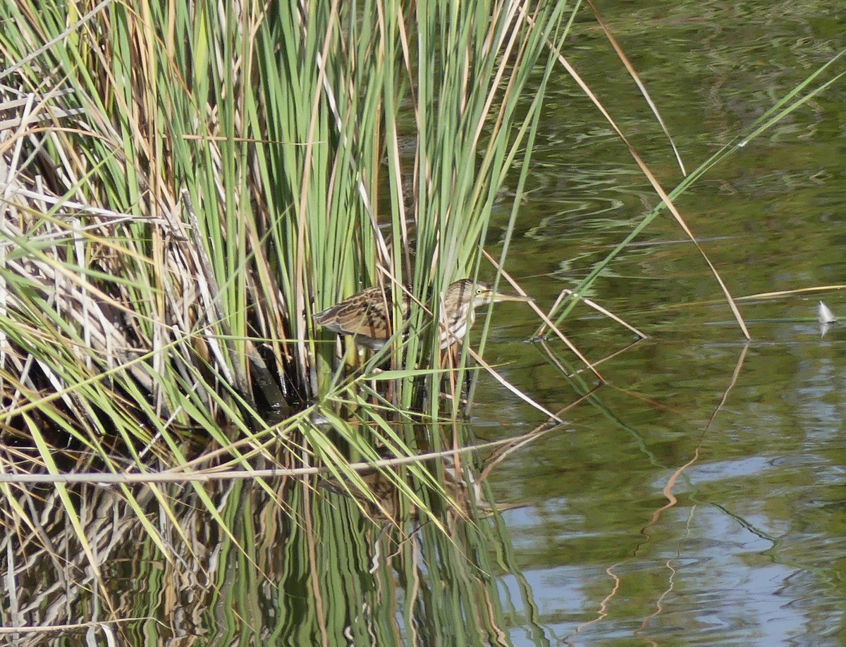 Little Bittern - ML644777897