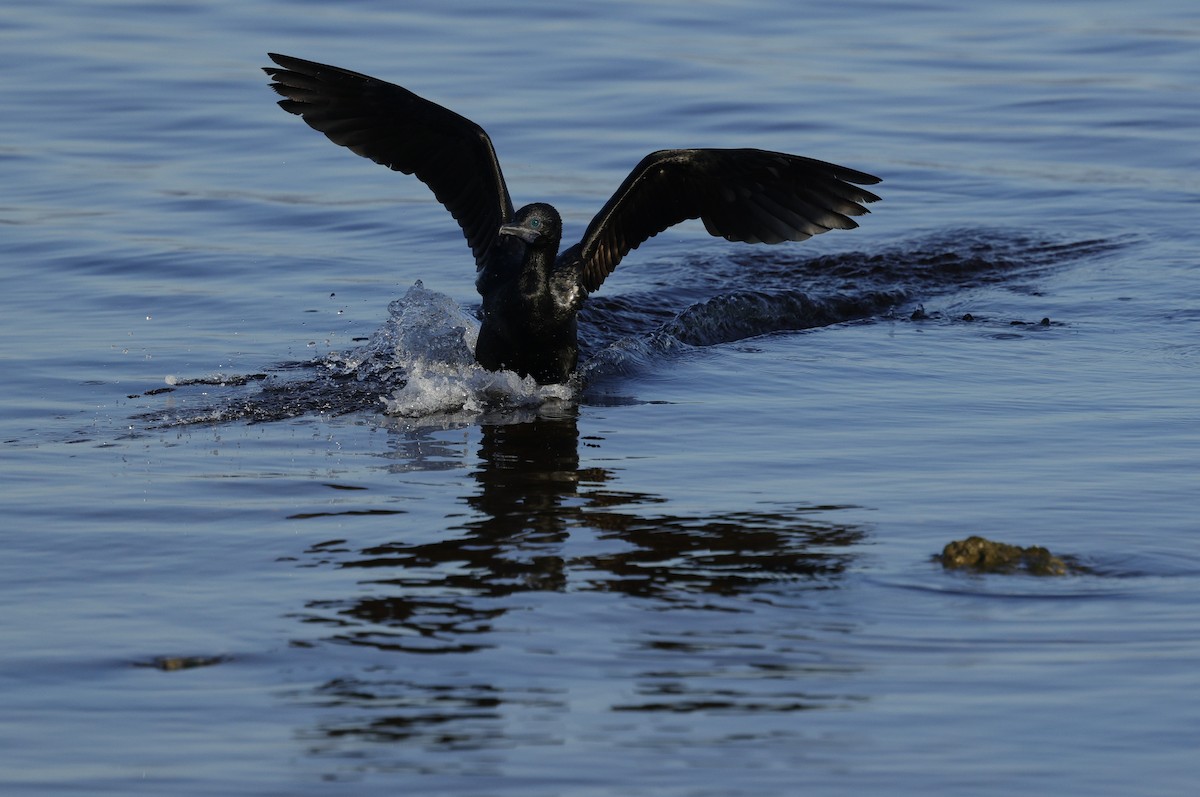 Little Black Cormorant - ML644777907