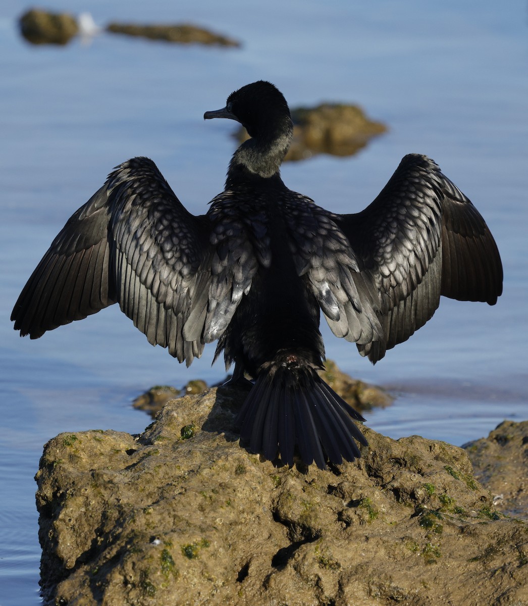 Little Black Cormorant - ML644777909
