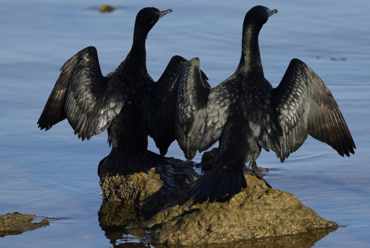 Little Black Cormorant - ML644777910