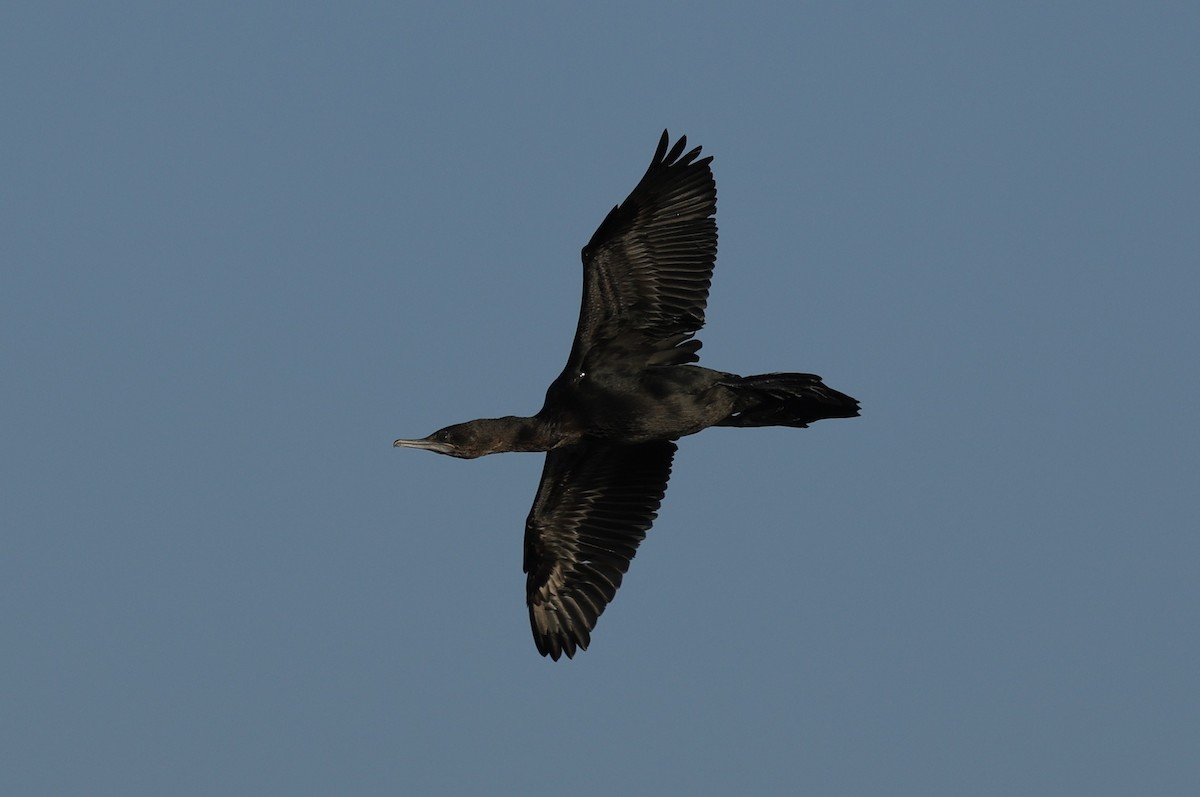 Little Black Cormorant - ML644777911
