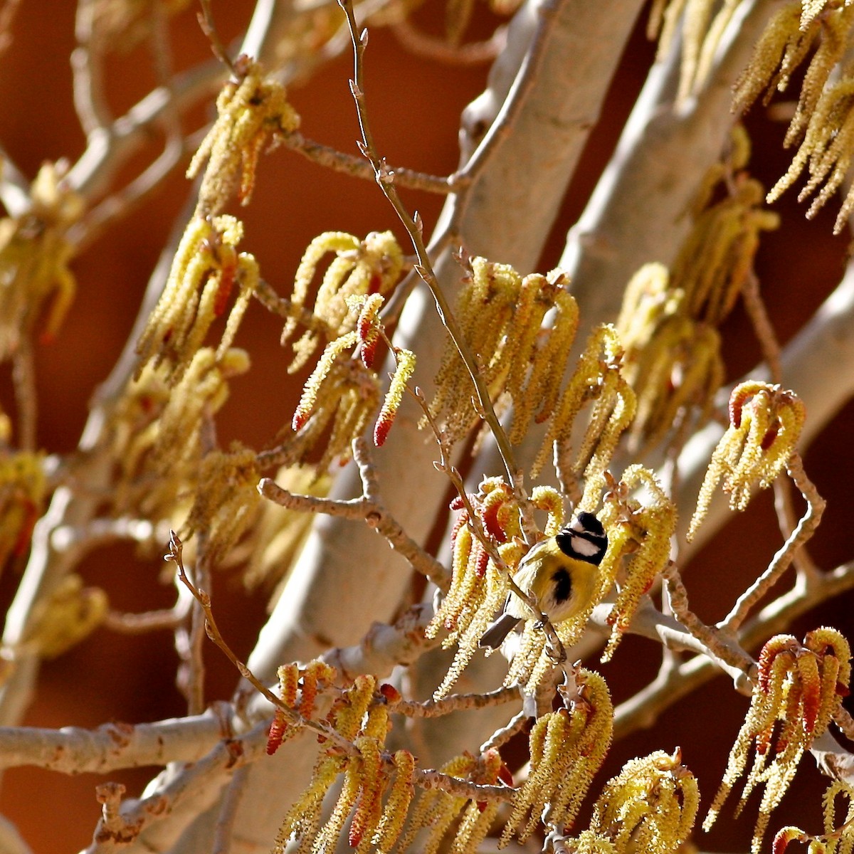 African Blue Tit - ML644777915