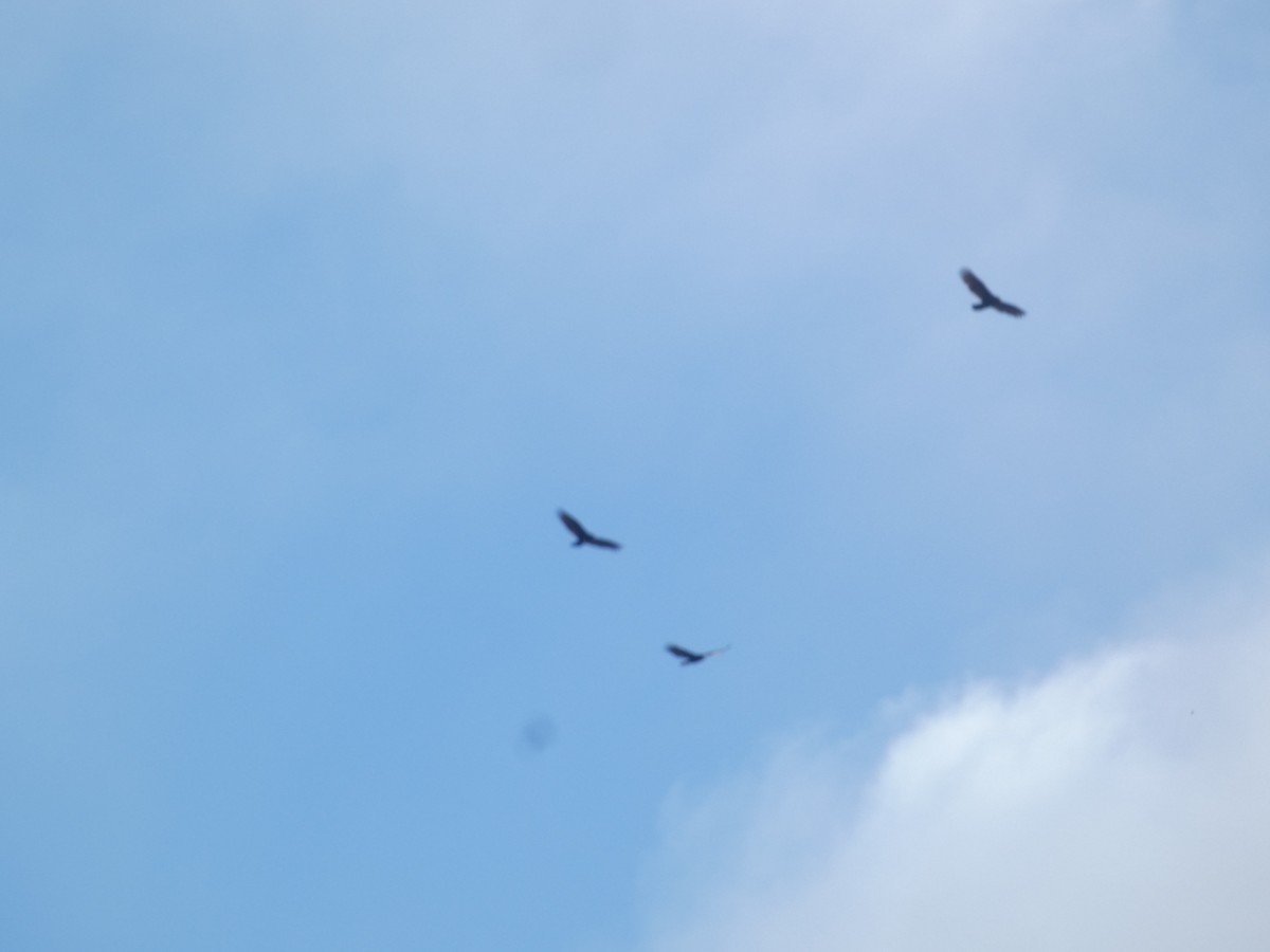 Катарта чорна - ML644777946