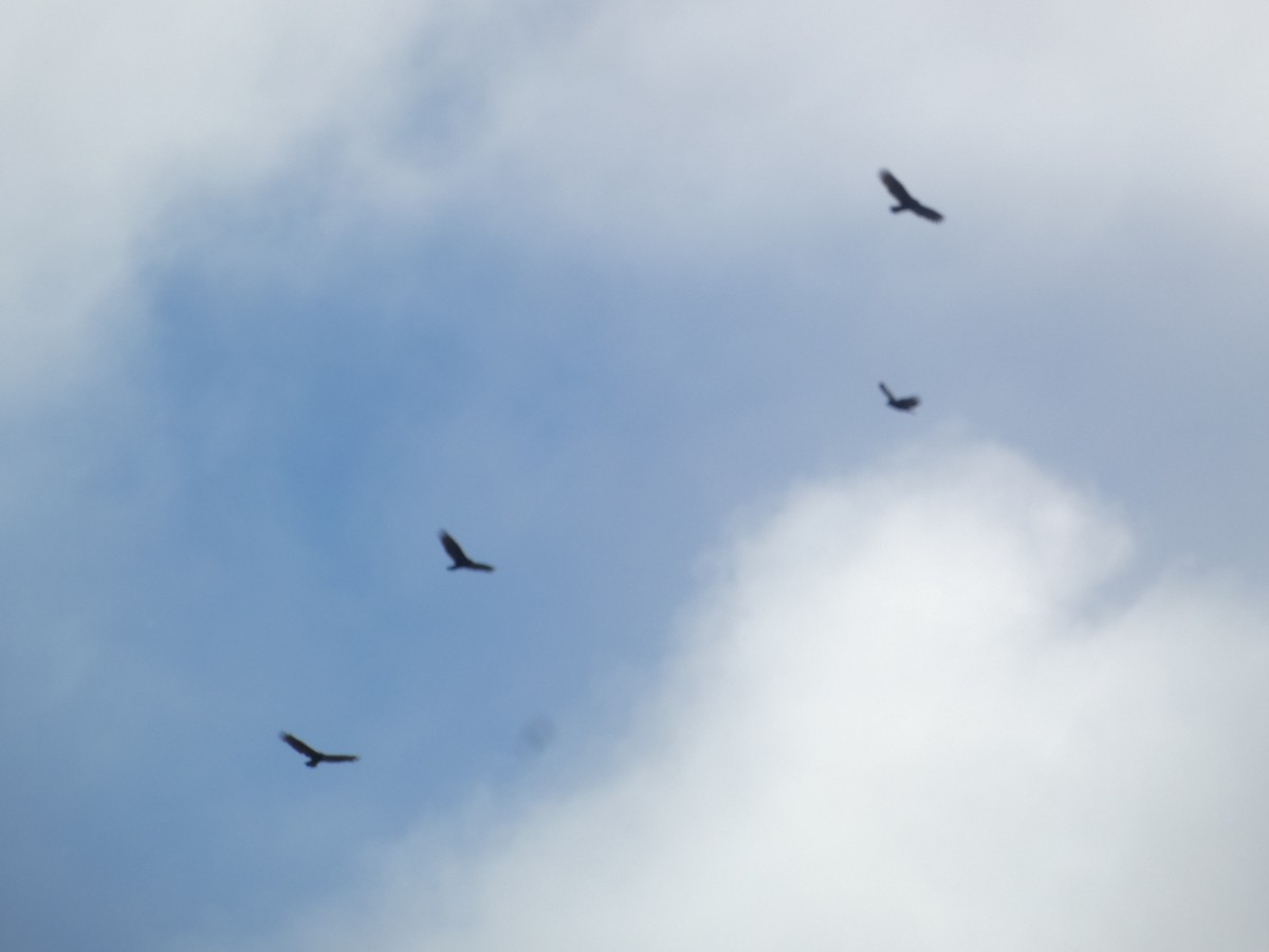 Катарта чорна - ML644777947