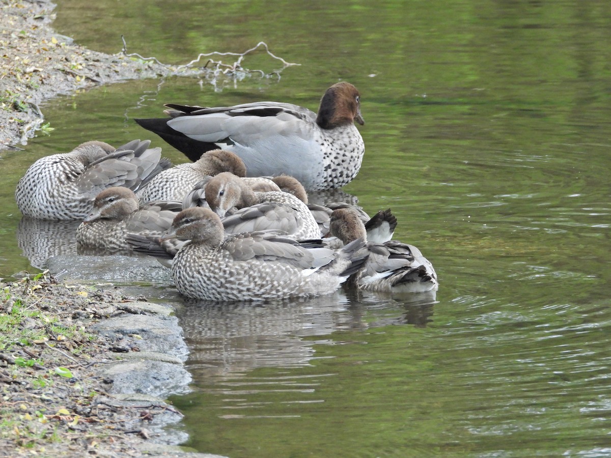 Maned Duck - ML644777953
