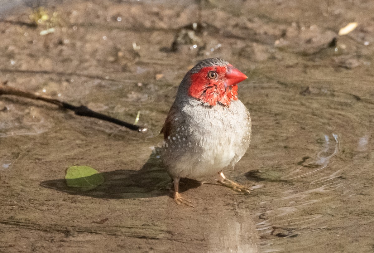 Crimson Finch - ML644777956
