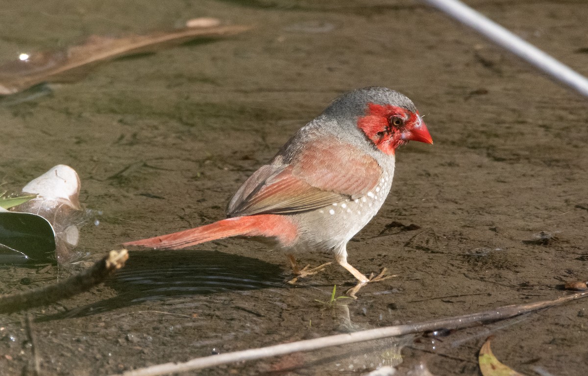 Crimson Finch - ML644777957