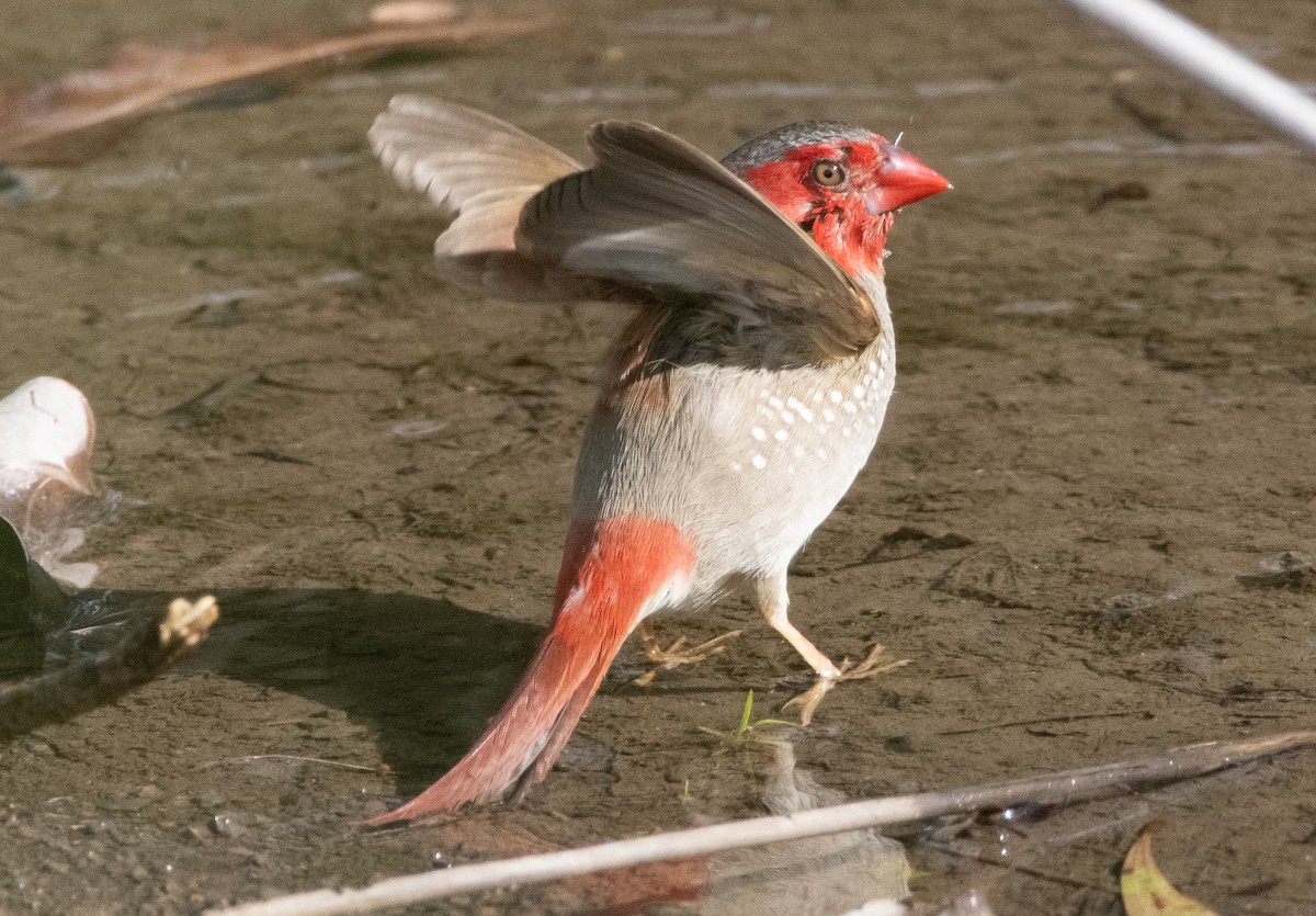 Crimson Finch - ML644777958