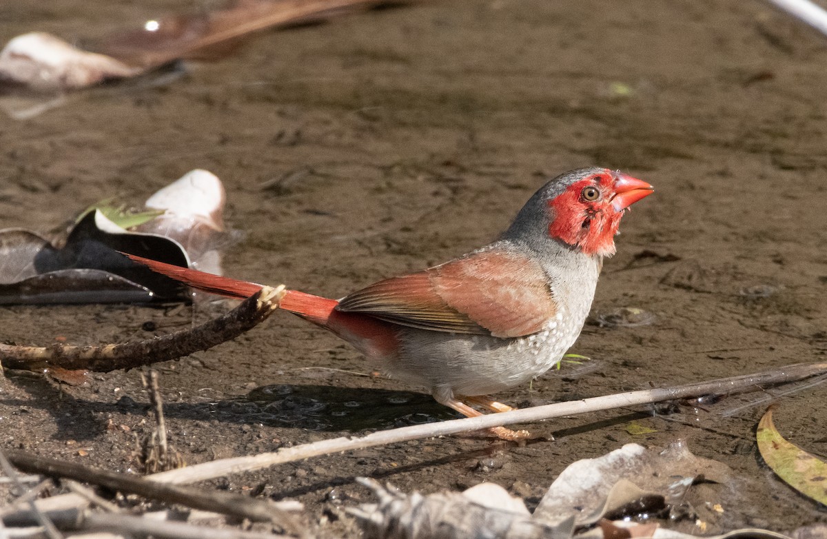 Crimson Finch - ML644777959