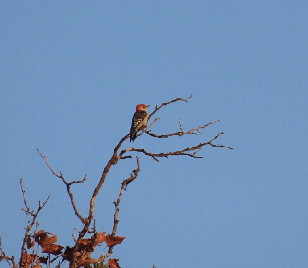 Red-bellied Woodpecker - ML644777962