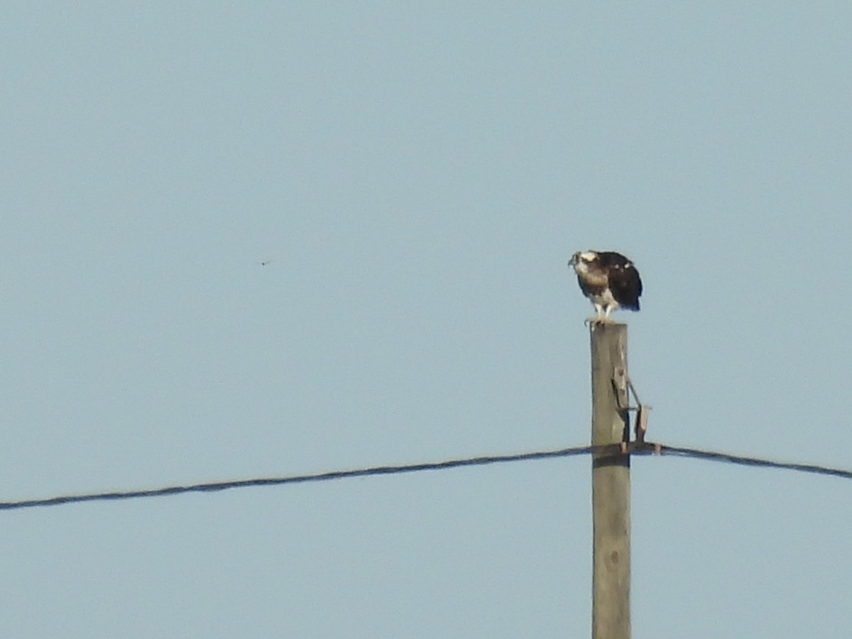 Osprey - ML644777963