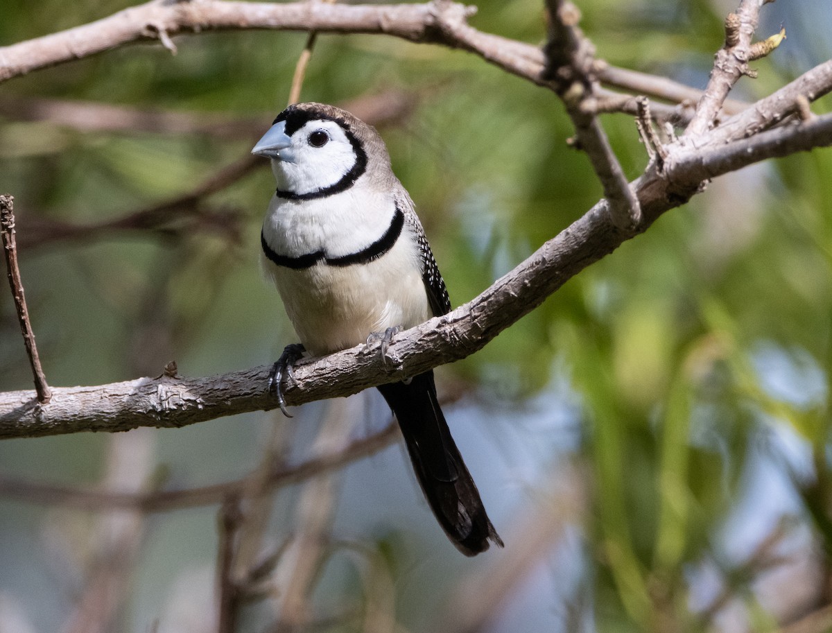 Double-barred Finch - ML644777964