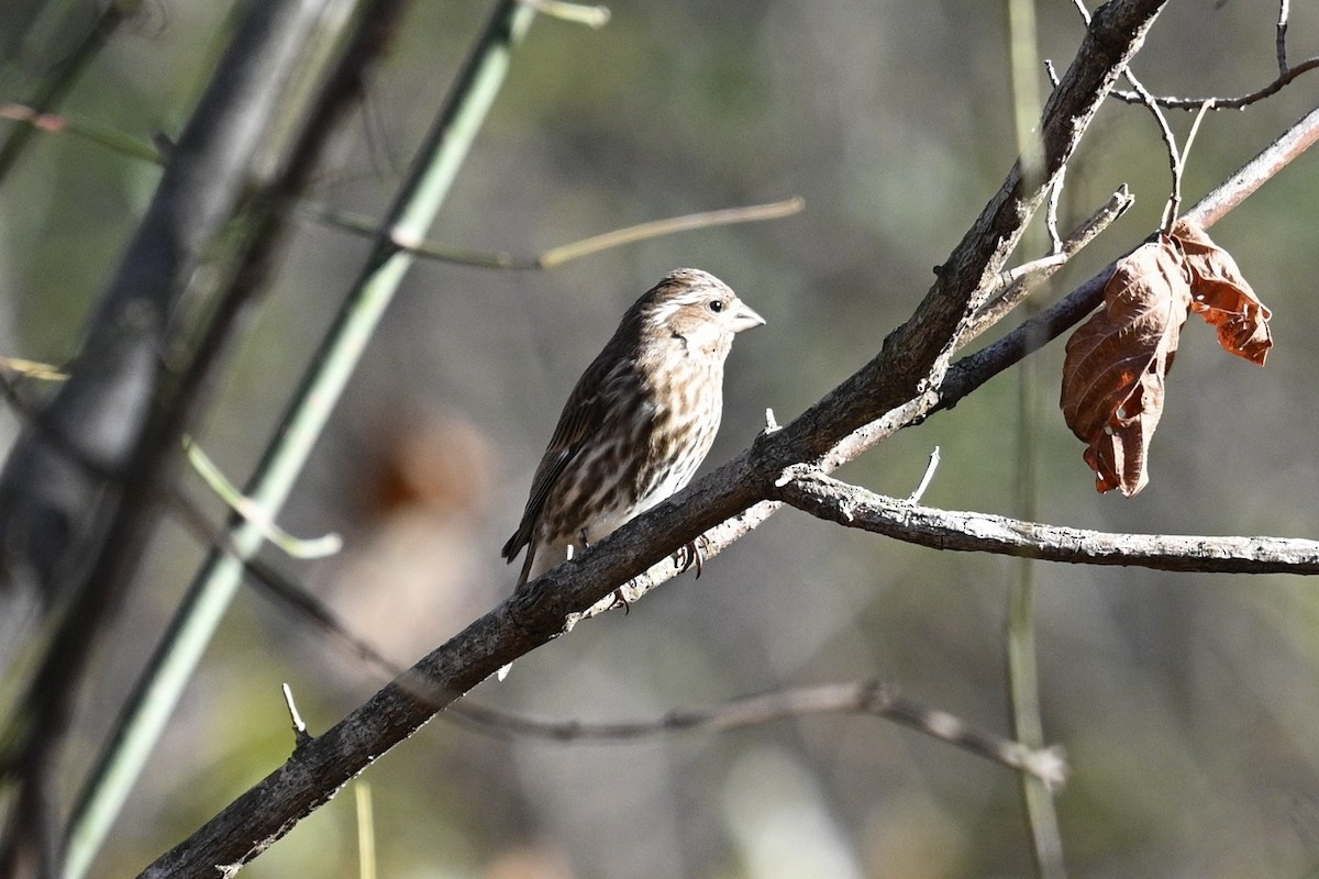 Purple Finch - ML644777965
