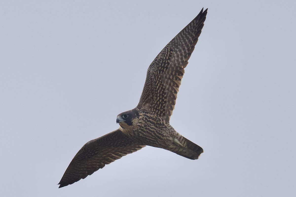 Peregrine Falcon - ML644777966