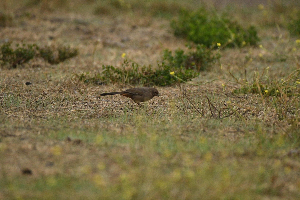 California Towhee - ML644777968
