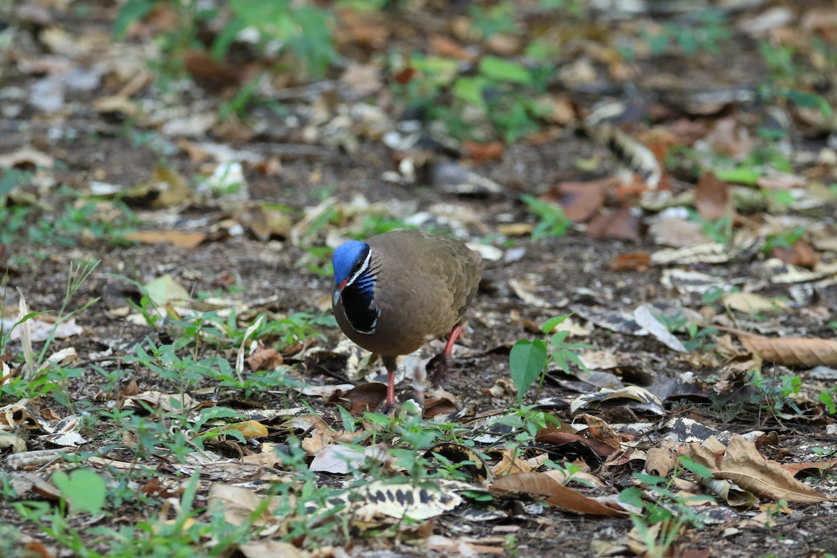Blue-headed Quail-Dove - ML644777969