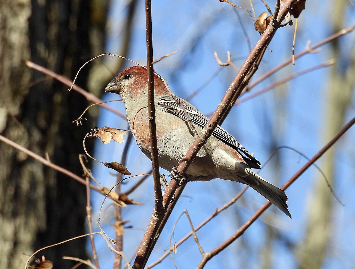 Pine Grosbeak - ML644777970