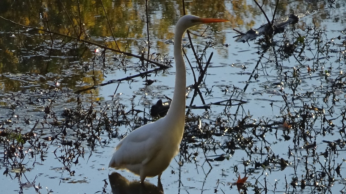 Great Egret - ML644777971