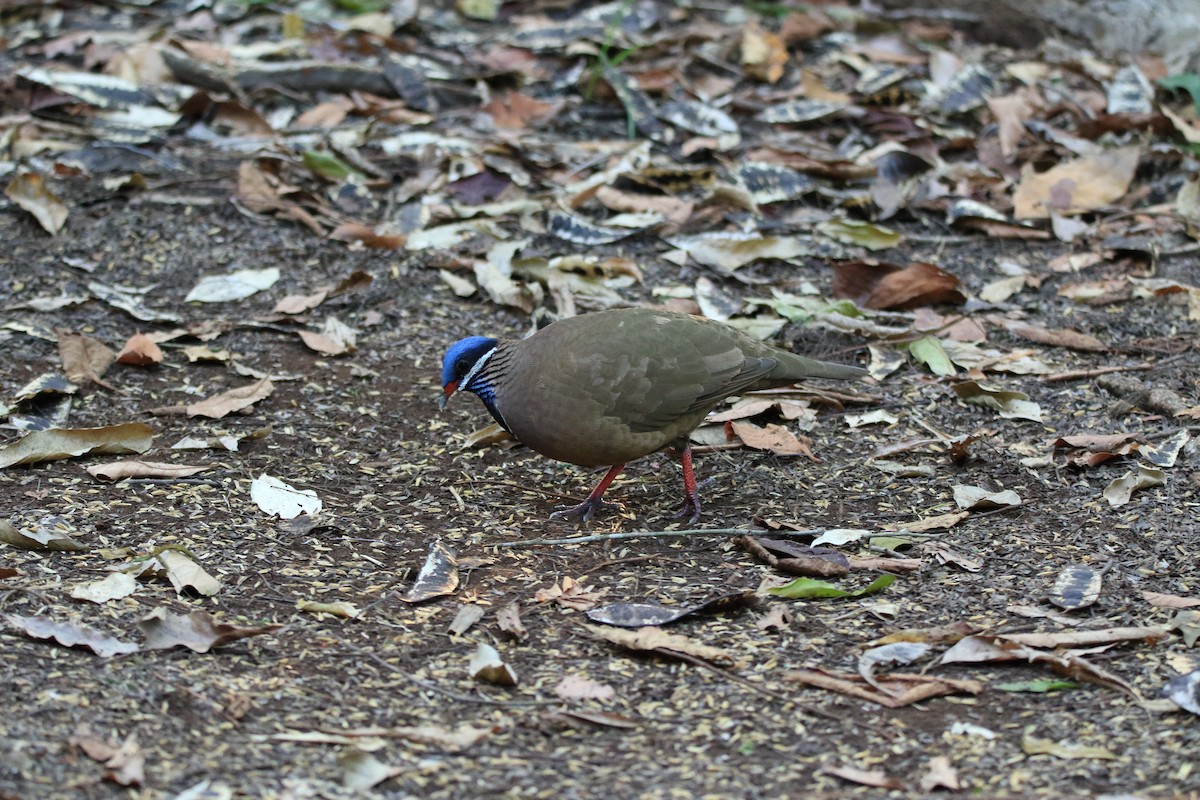 Blue-headed Quail-Dove - ML644777972