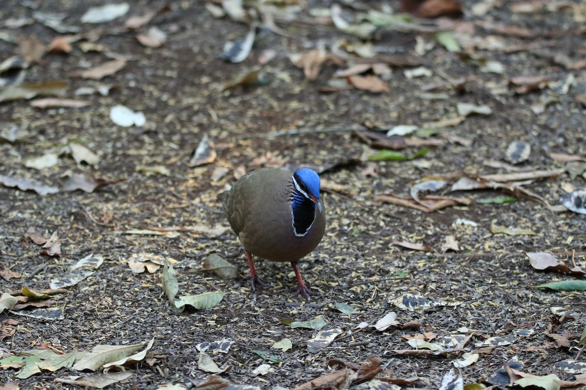 Blue-headed Quail-Dove - ML644777973