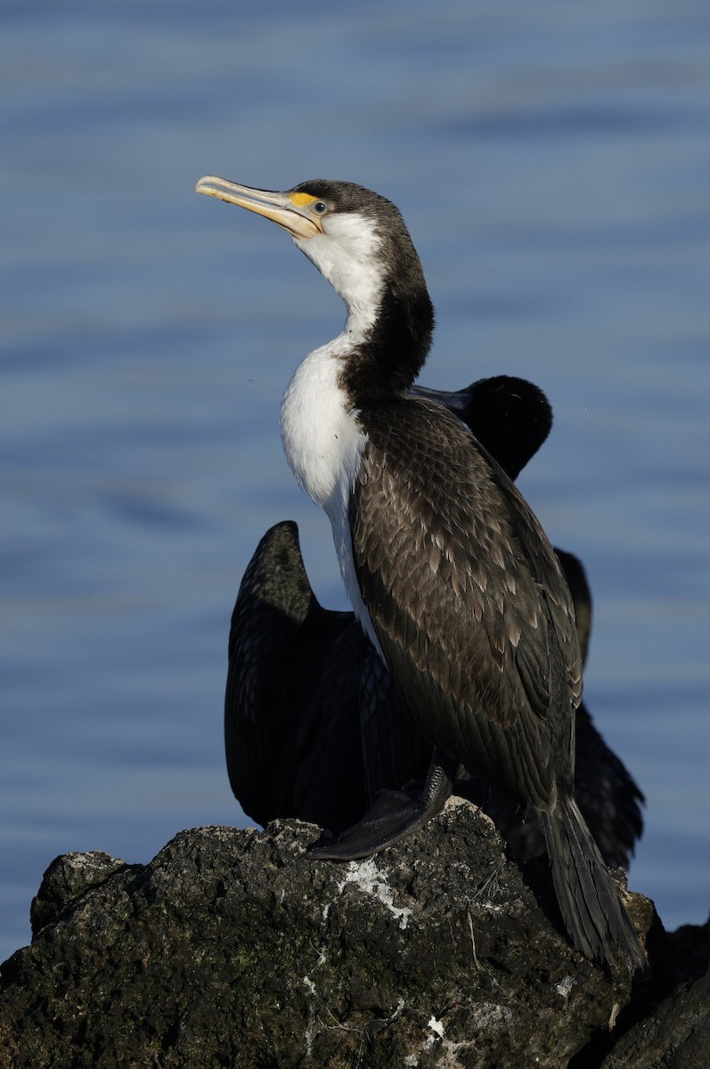 Pied Cormorant - ML644777974
