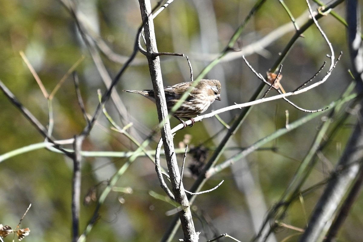 Purple Finch - ML644777976