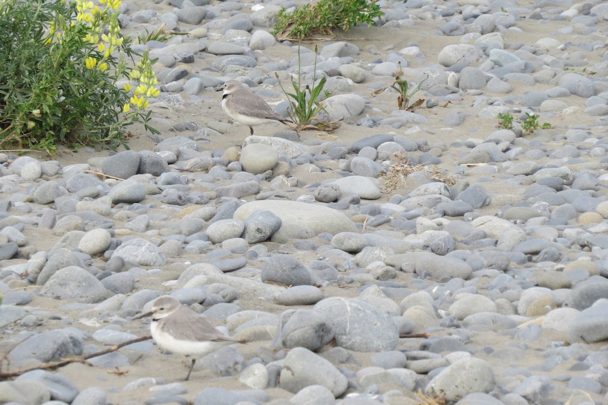 Wrybill - ML644777977